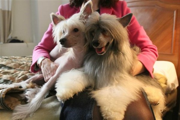 chinese crested dogs