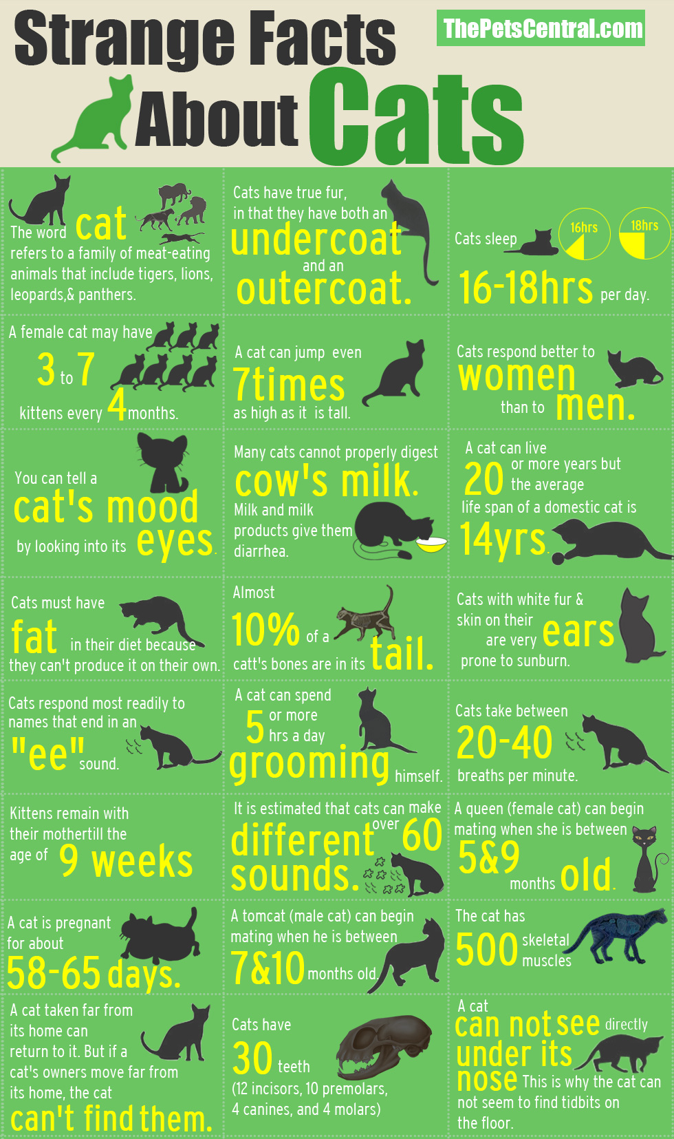 Cat Facts