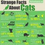 cat facts
