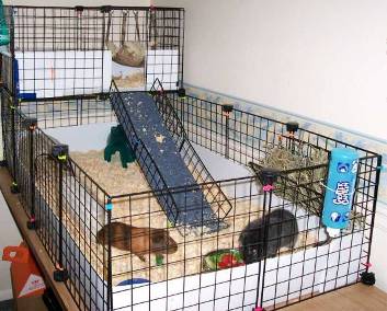 guinea pig cage