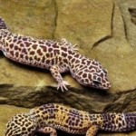 pet gecko