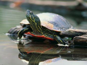 Freshwater Turtles