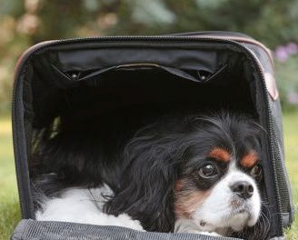 Motorcycle Pet Carrier