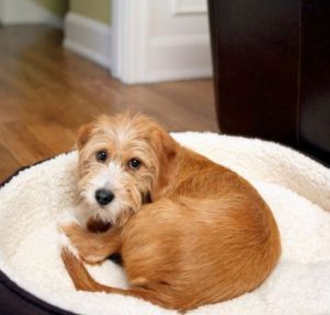 Dog Beds for Small Dogs