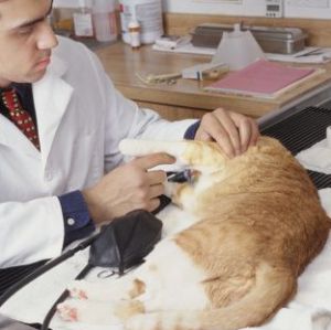 Kidney Disease in Cats