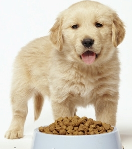 Dog Food for Skin Allergies Treatment
