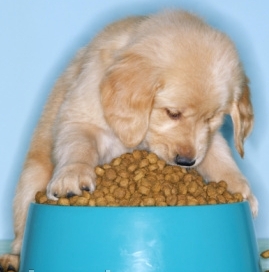 Dog Nutrition Facts