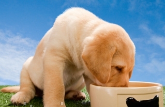How to Choose the Best Puppy Food