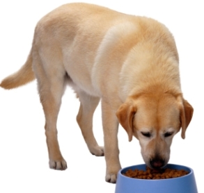 What Is a Natural Dog Diet