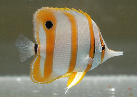 Copperband Butterfly fish