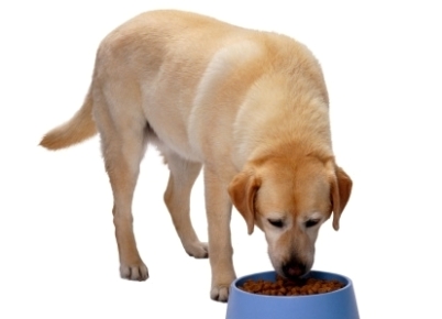 Dog Food Allergies Symptoms