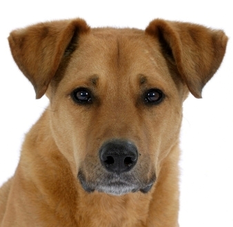 Eye Problems in Dogs Symptoms