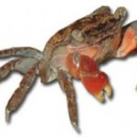 Red-Clawed Crabs