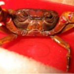Soap Dish Crabs