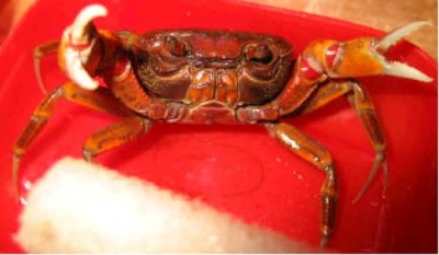Mini Crabs
