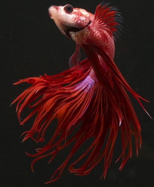 Red beta fish