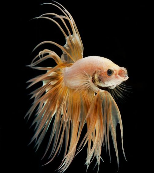 Gold betta fish