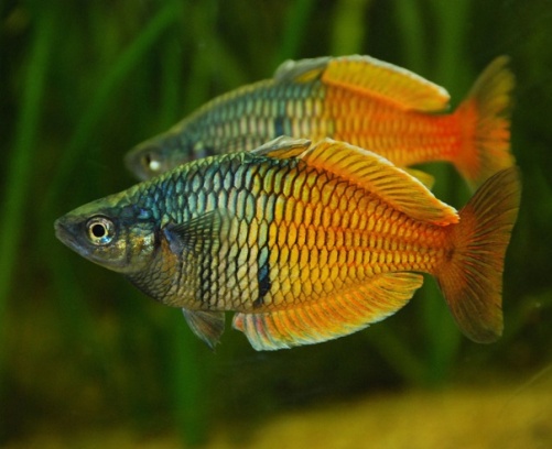  Boesemani rainbow fish
