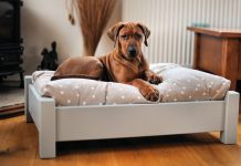 30-Unique-and-Modern-Pet-Beds