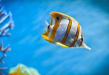 50 Best Tropical Fishes for Your Aquarium