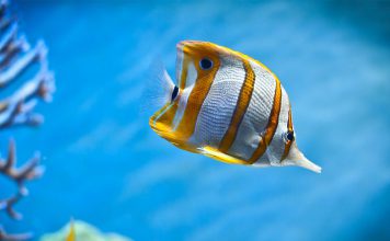 50 Best Tropical Fishes for Your Aquarium