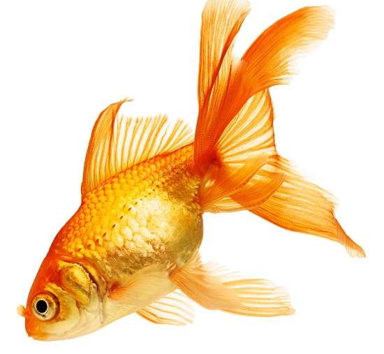 treat flukes in goldfish rightly