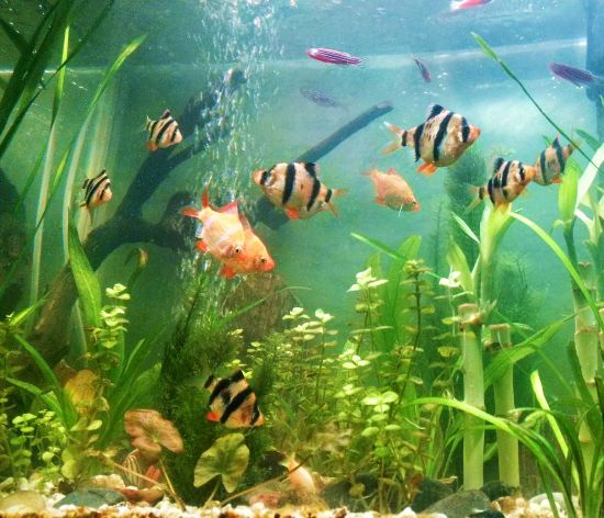 common fish keeping mistakes and how to deal with them