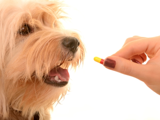 pointers to keep in mind while buying pet drugs online