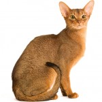 the abyssinian