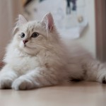 the siberian cat