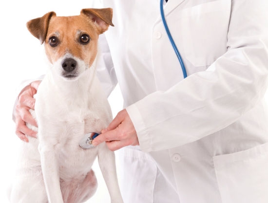 tips to care for your dog after surgery