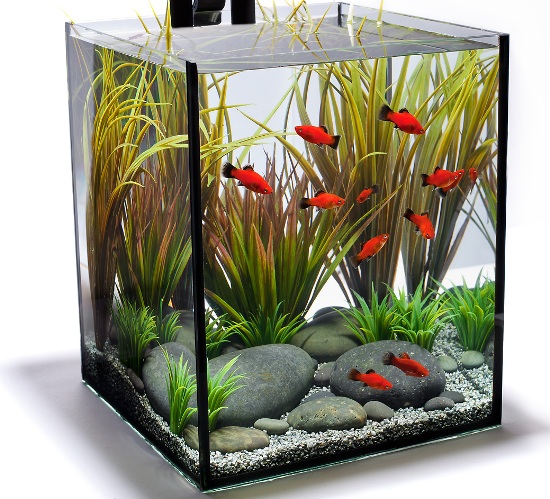 ways to prepare your aquarium for your vacation