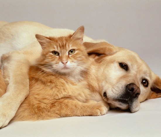 tips for introducing your cat to your new dog