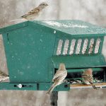 How to Hang and Care for Window Bird Feeders