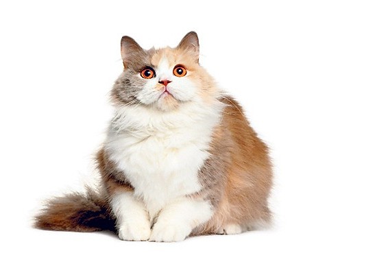 overweight cat health problems