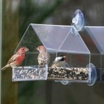 window bird feeders