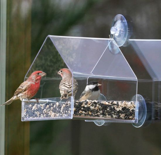 window bird feeders