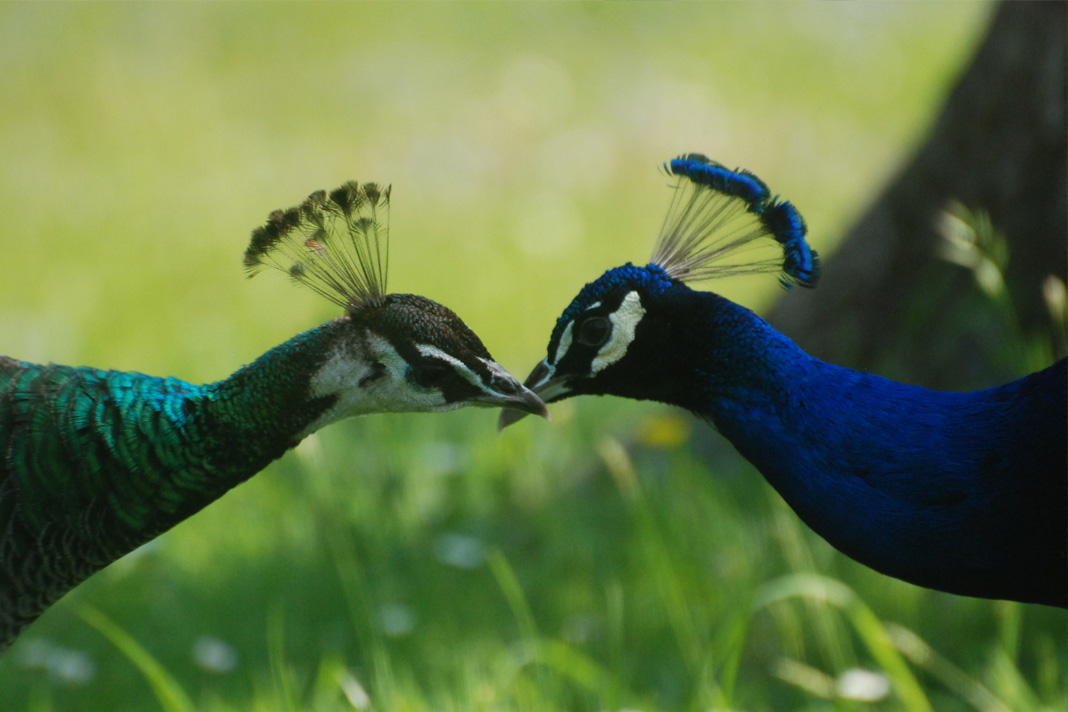differences between male and female peacocks