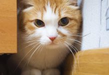 Hot Spots in Cats – Symptoms and Treatment