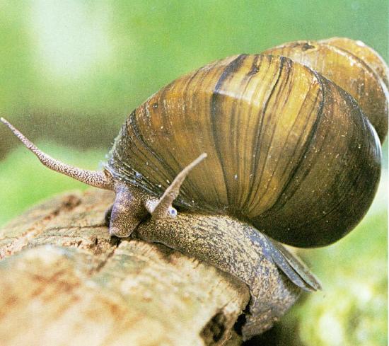 how to take care of mystery snails