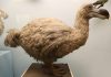Top 5 Facts about Dodo Bird