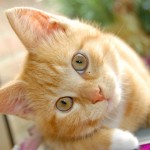 tips to control bad breath in cats