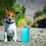 3 Tips to Deal with your Dog if you have Urgent Travel Plans