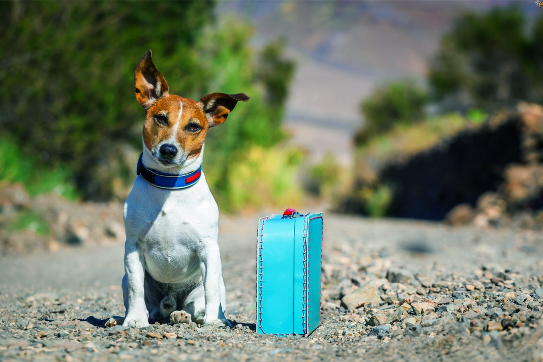 deal with your dog if you have urgent travel plans