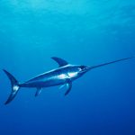 Some lesser known facts about Swordfish