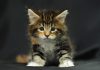 Tabby Cat Some Interesting Facts
