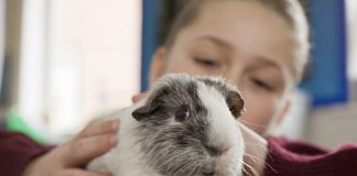 5 mistakes Guinea pig owners commit