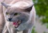 7 Most dangerous cats to own as pets