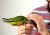 5 Facts about Parrot-petting you should know
