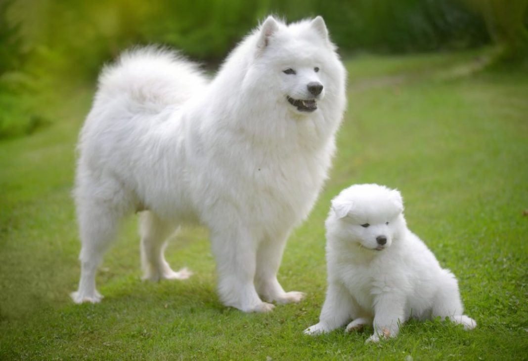 5 Facts About the Samoyed Dog Breed